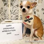 lincoln chihuahua appreciation day