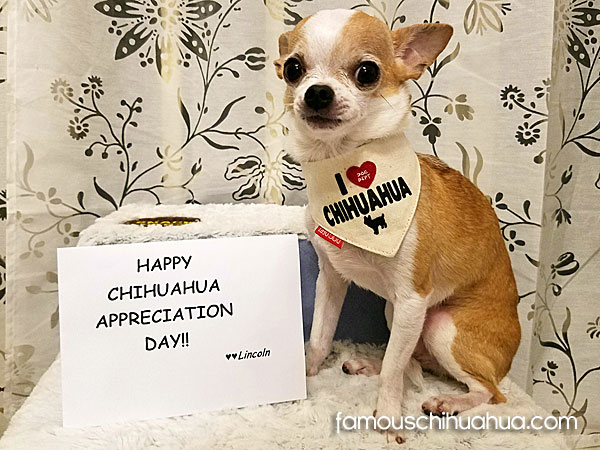 lincoln-chihuahua-appreciation-day