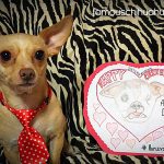 odie chihuahua appreciation day