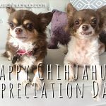 paisley einstein chihuahua appreciation day