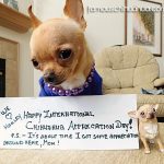 wheels chihuahua appreciation day
