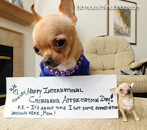 chihuahua appreciation day