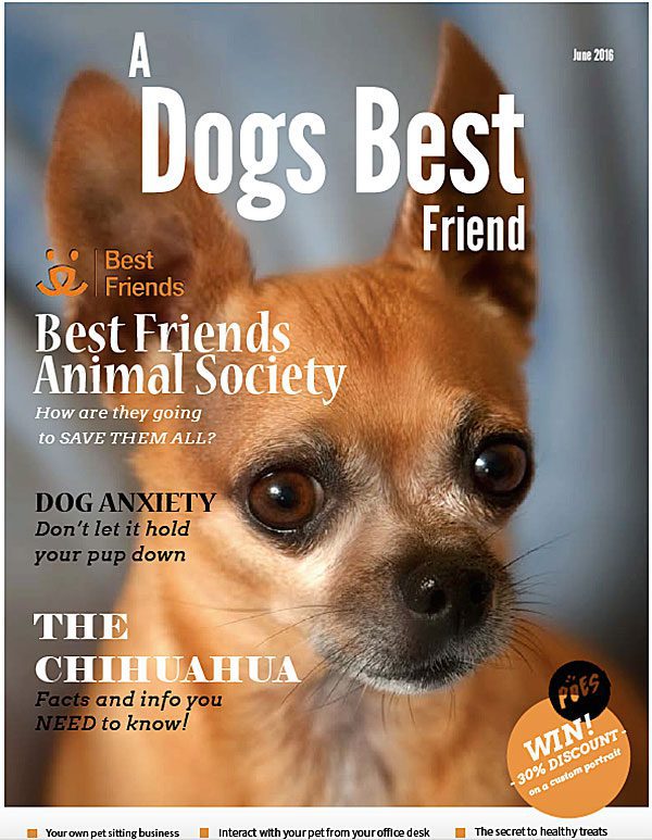 a dogs best friend magazine