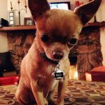 kilo famous chihuahua