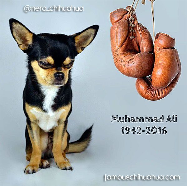 muhammad-ali-chihuahua