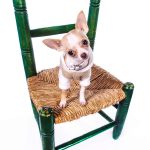 chihuahua chair