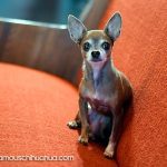 chinchilla famous chihuahua