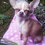 poppet famous chihuahua