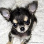 alfie cutest chihuahua