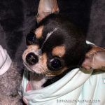 chinique cutest chihuahua