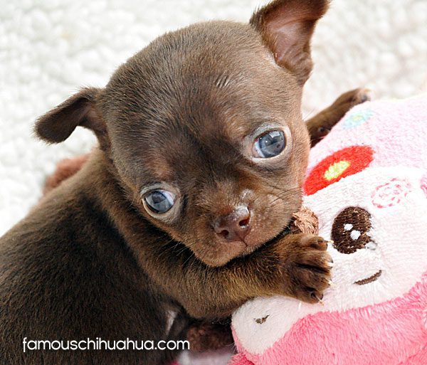 chocolate chihuahua puppy