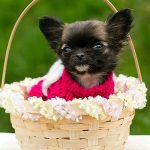 disney cutest chihuahua