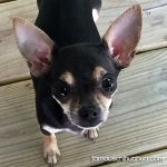 fiona cutest chihuahua