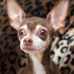 frenchy famous chihuahua