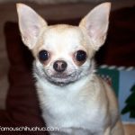 gigi cutest chihuahua