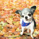 harry cutest chihuahua