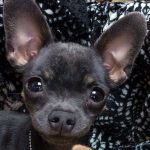 lucha cutest chihuahua