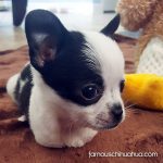 maggie famous chihuahua