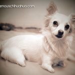 nimble famous chihuahua