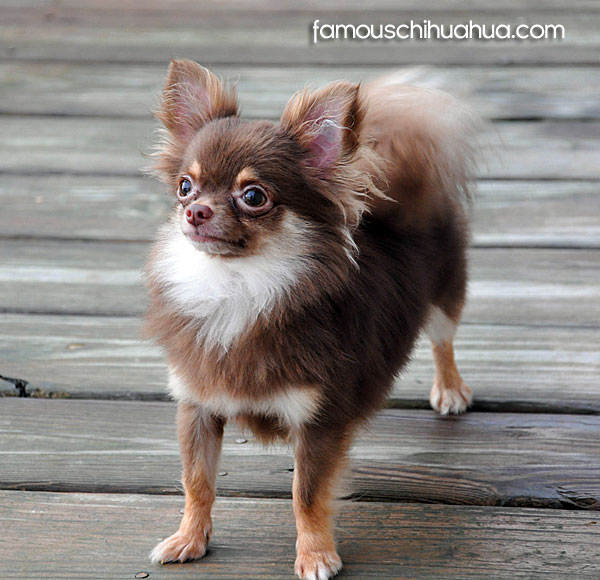 meet taz, a longhaired chocolate colored chihuahua thats