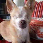 daisy worlds famouschihuahua