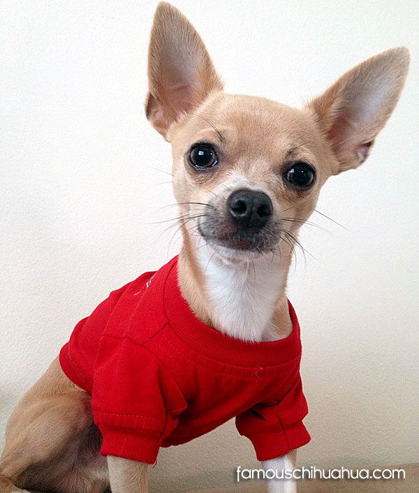 meet romeo, a handsome applehead chihuahua from naples