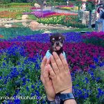 smallestdog flowers