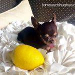 smallestdog lemon