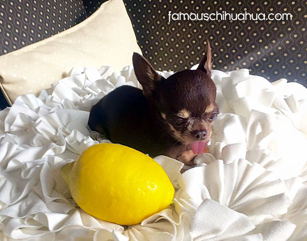 milly, the world's smallest living dog!