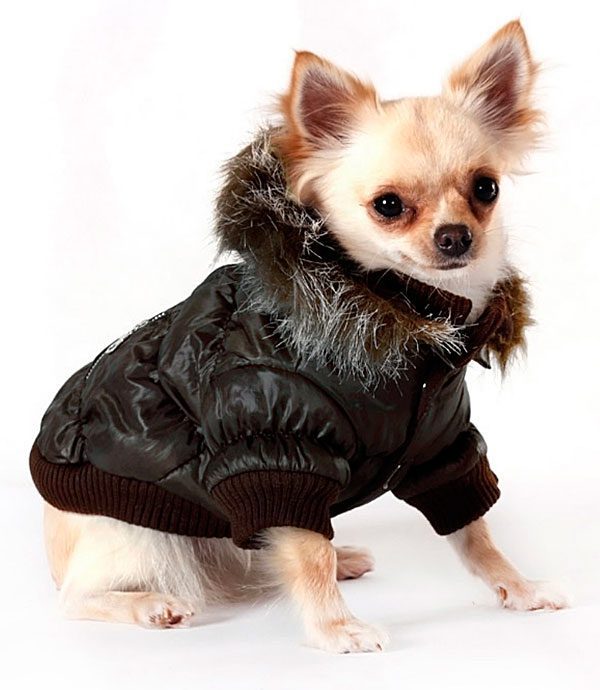 chihuahua dog parkas coats