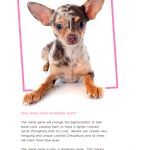 merle chihuahuas book