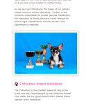 chihuahua breed standards book