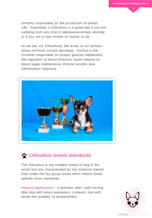 chihuahua breed standards