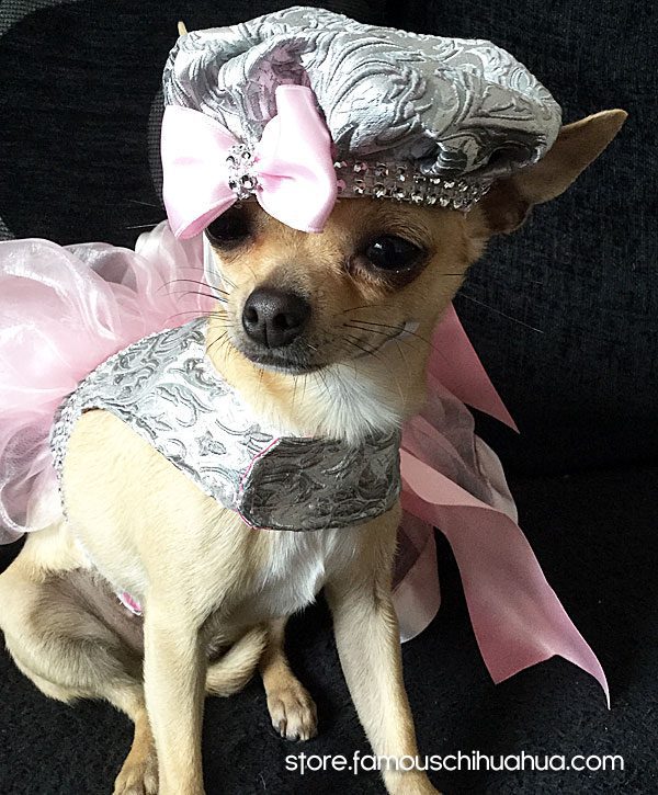 chihuahua fashion model