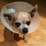 teaka elderly senior chihuahua