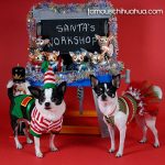 angelreina chihuahuas santasworkshop