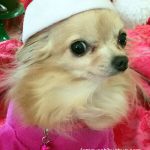 bella christmas chihuahua