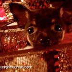 bitsy christmas chihuahua 1