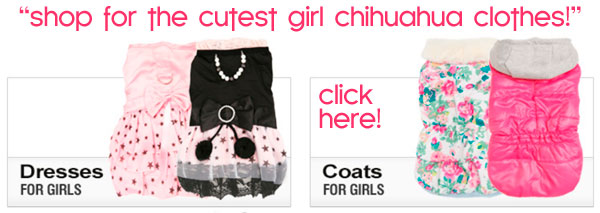 cute cute girl chihuahua clothes