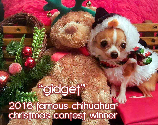 christmas chihuahua contest winner