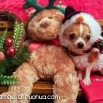 gidget christmas winner