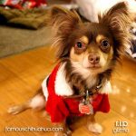 gizmo famous chihuahua