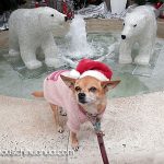 jazzy christmas chihuahua