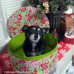josey christmas chihuahua
