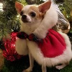 lincoln christmas chihuahua