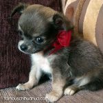 louloublue famous chihuahua