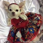 miya christmas chihuahua