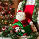 rocky christmas chihuahua