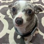 sherman famous chihuahua