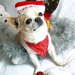 simon christmas chihuahua